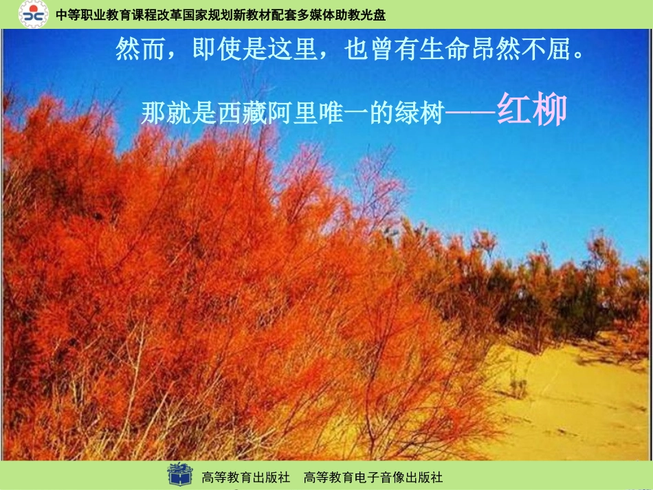 离太阳最近的树1_第3页