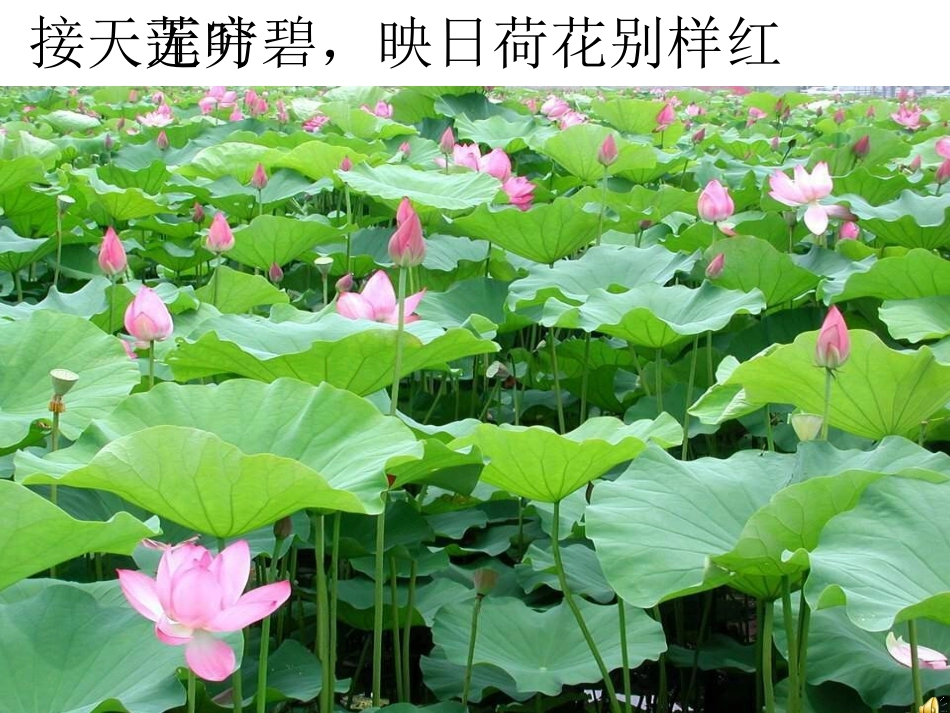 夏感教学设计_第3页