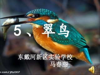 5翠鸟课件 (2)