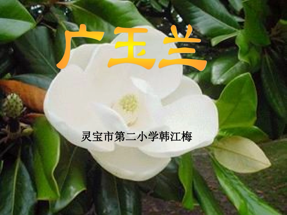 18广玉兰（1）_第1页