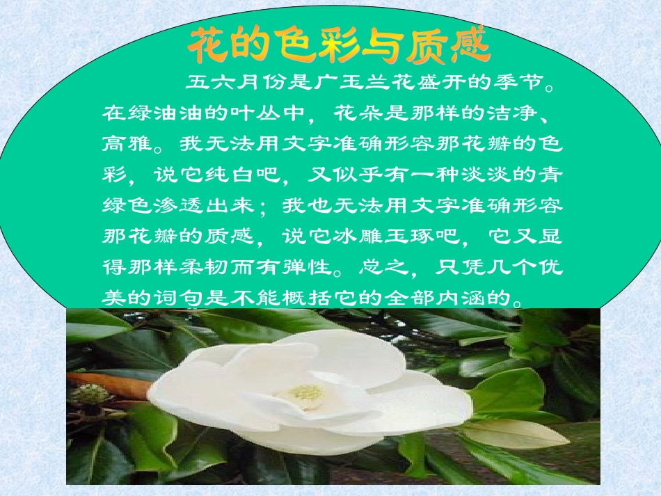 18广玉兰（1）_第2页