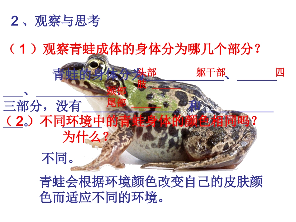 两栖动物和爬行动物_第3页