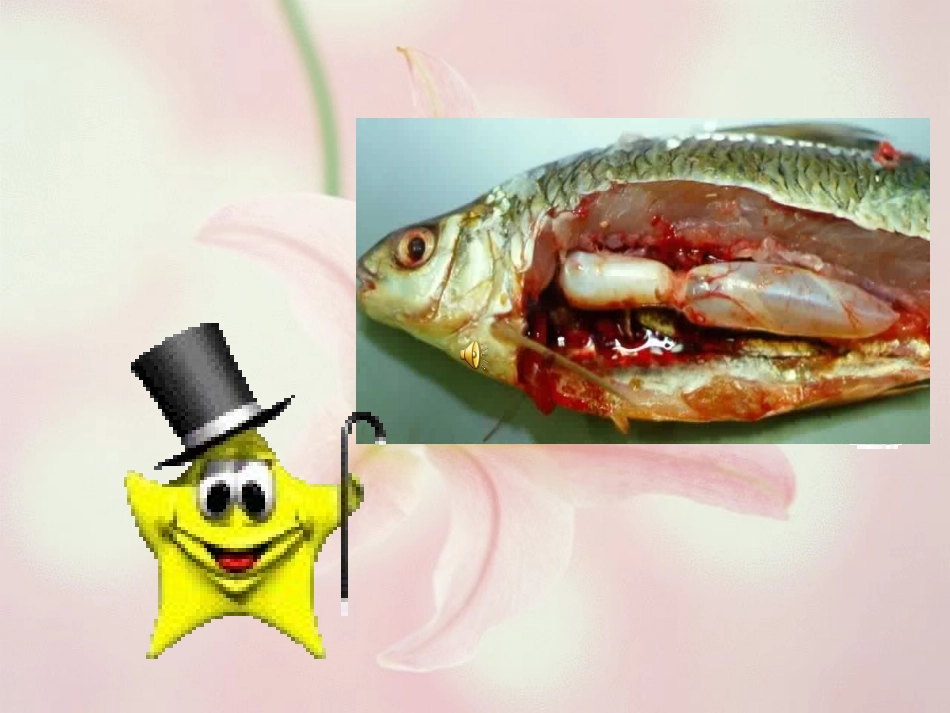 大班科学：鱼宝宝的秘密_第3页