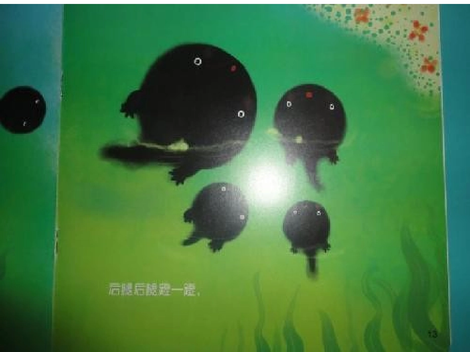 小蝌蚪变青蛙幻灯片 (2)_第2页