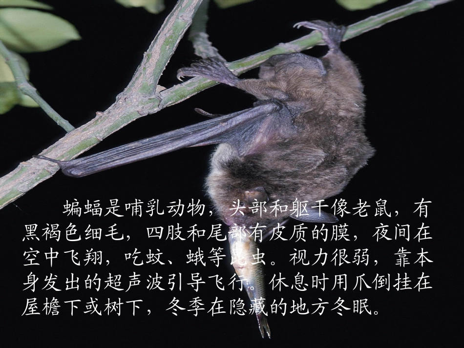 人教版四年级下册《蝙蝠和雷达》课件_第3页