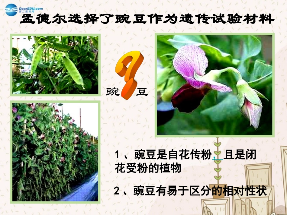 723基因的显性和隐性课件新人教版_第3页