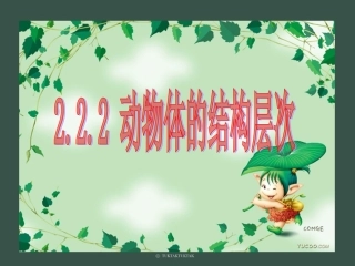 222动物体的结构层次