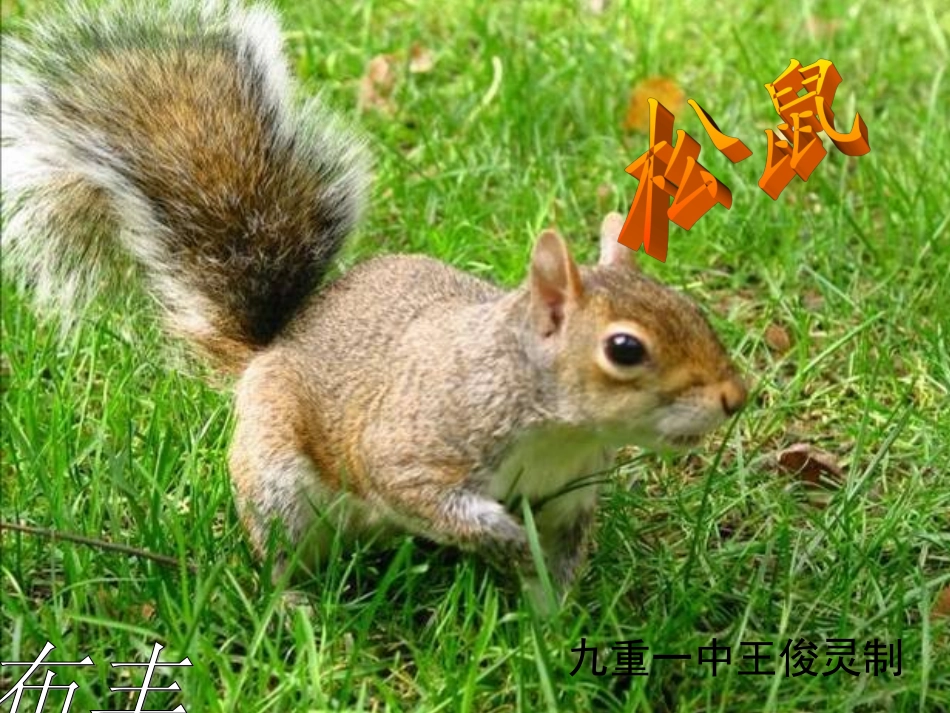 七年级语文下册《松鼠》课件 苏教版_第2页