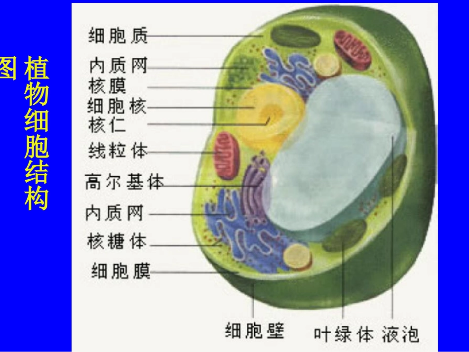生物：第2单元第3章第1节细胞的基本结构和功能（第4课时）课件（北师大版七年级上）_第2页