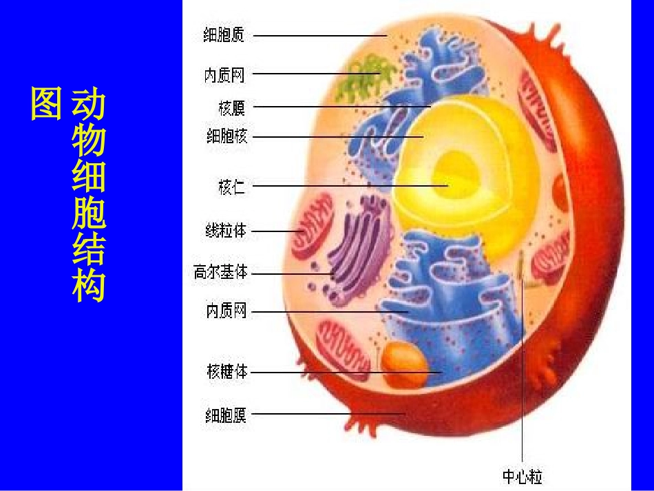 生物：第2单元第3章第1节细胞的基本结构和功能（第4课时）课件（北师大版七年级上）_第3页
