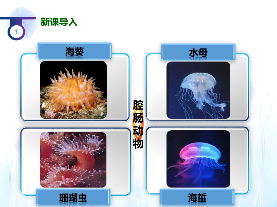 第一节腔肠动物与扁形动物_第2页
