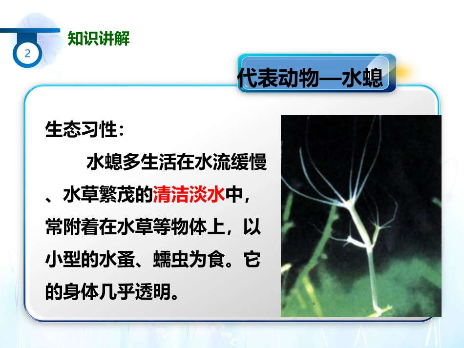 第一节腔肠动物与扁形动物_第3页