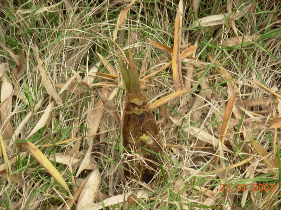 2　笋芽儿_课件_第3页