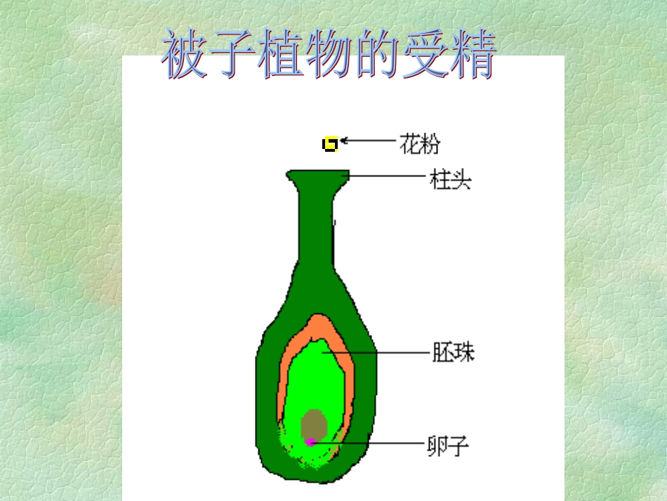 被子植物的受精 (2)_第1页