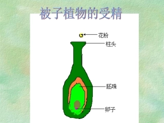 被子植物的受精 (2)