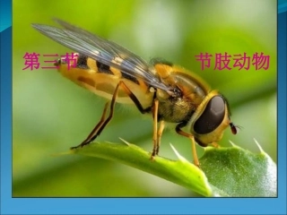 32第三节节肢动物