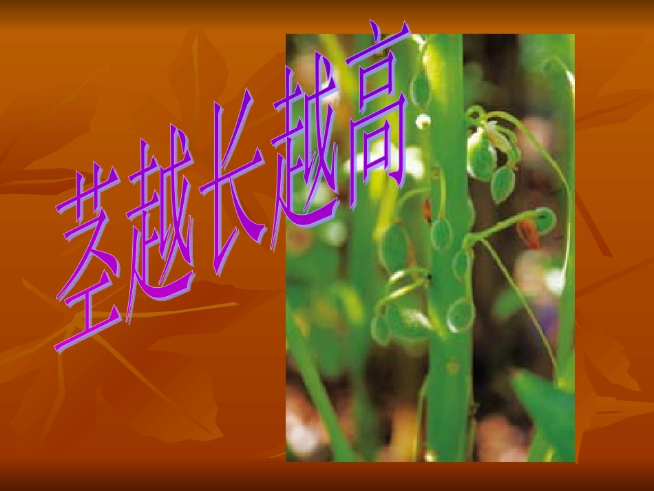 第5课、茎越长越高 (6)_第1页