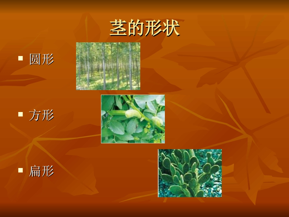 第5课、茎越长越高 (6)_第3页