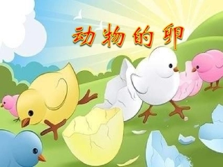 26动物的卵课件