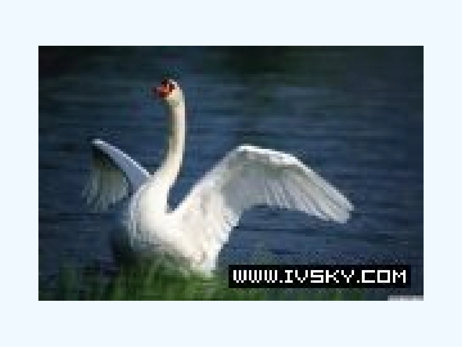 七年级语文下册 《天鹅》课件 河大版_第3页