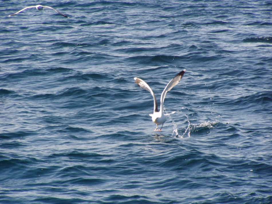老人与海鸥 (9)_第1页