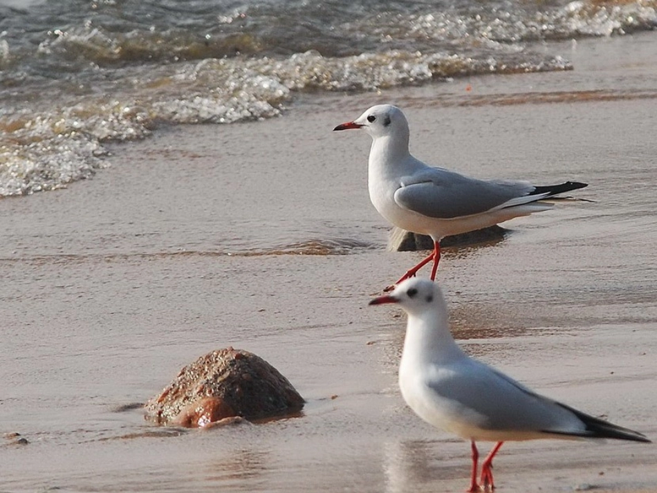老人与海鸥 (9)_第3页