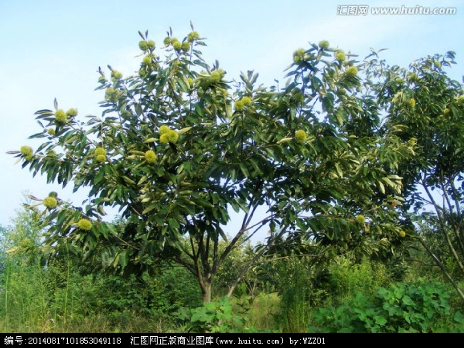 栗子大丰收课件_第2页