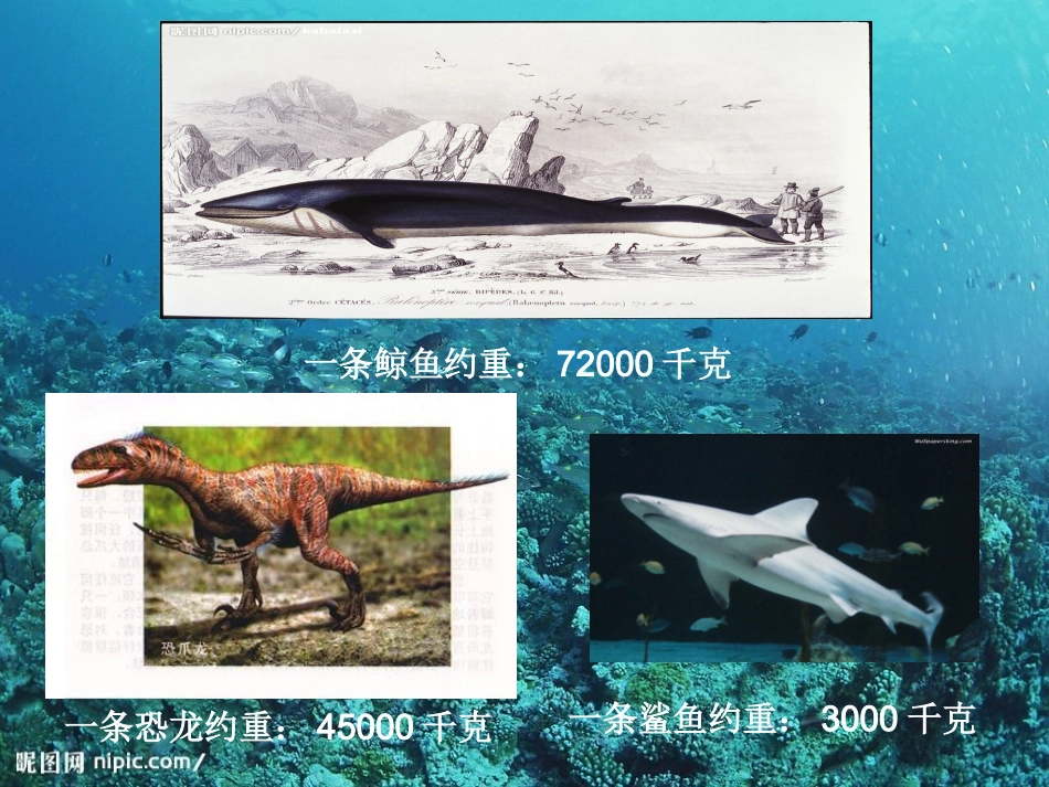 《吨的认识》_第2页