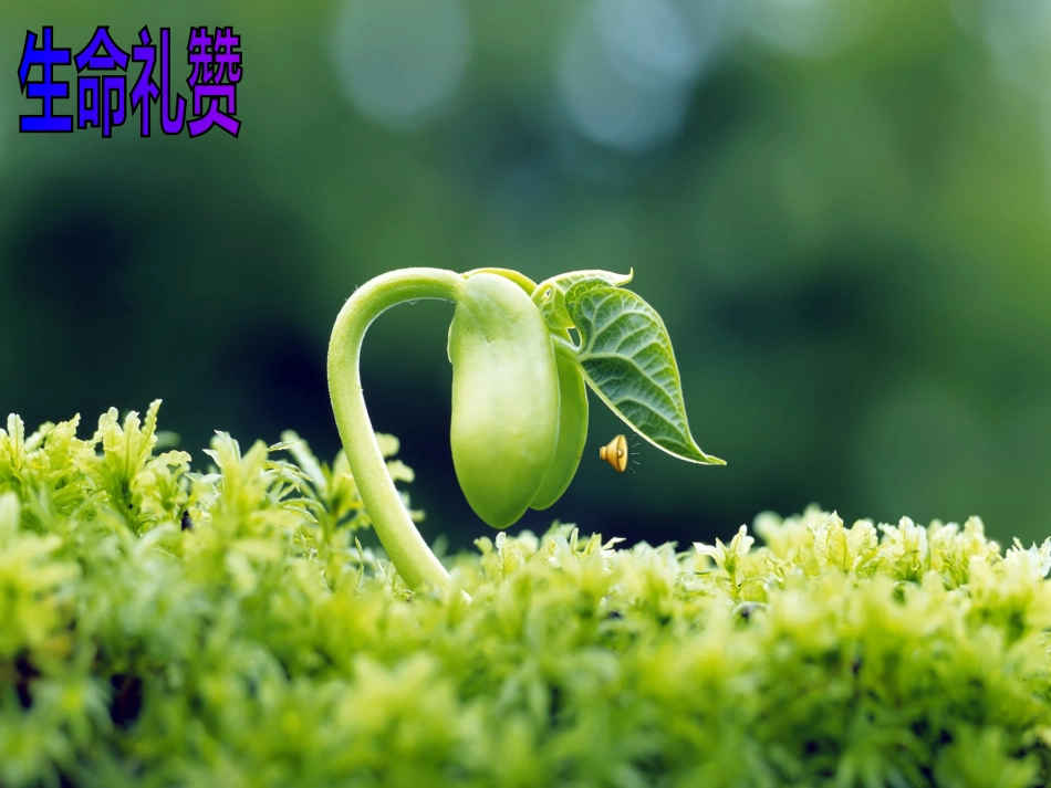 让生命之花绽放课_第1页