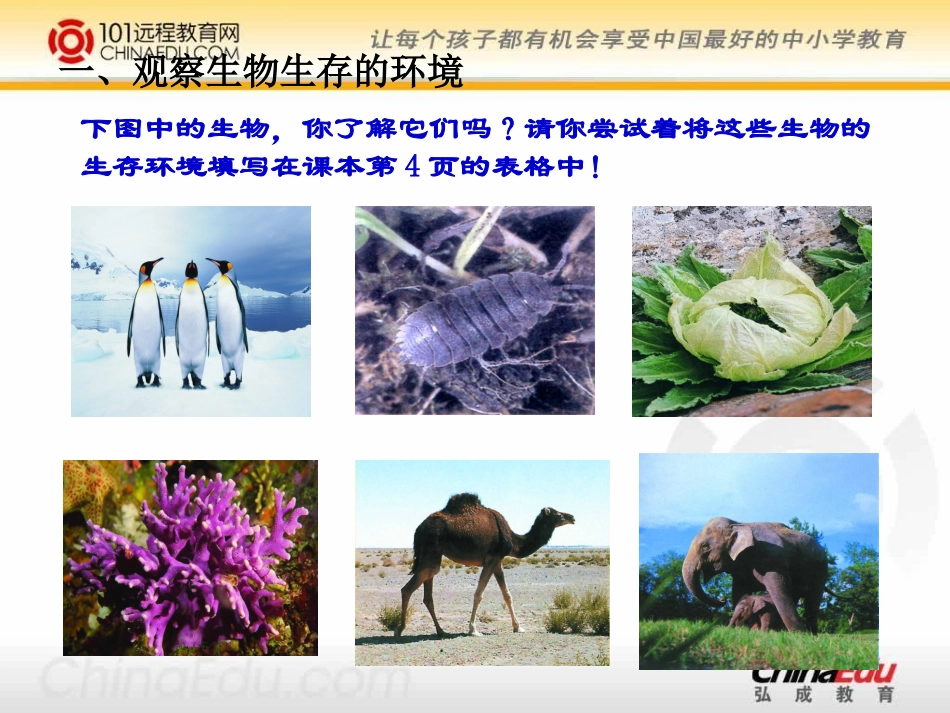 生物生存的环境课件_第3页