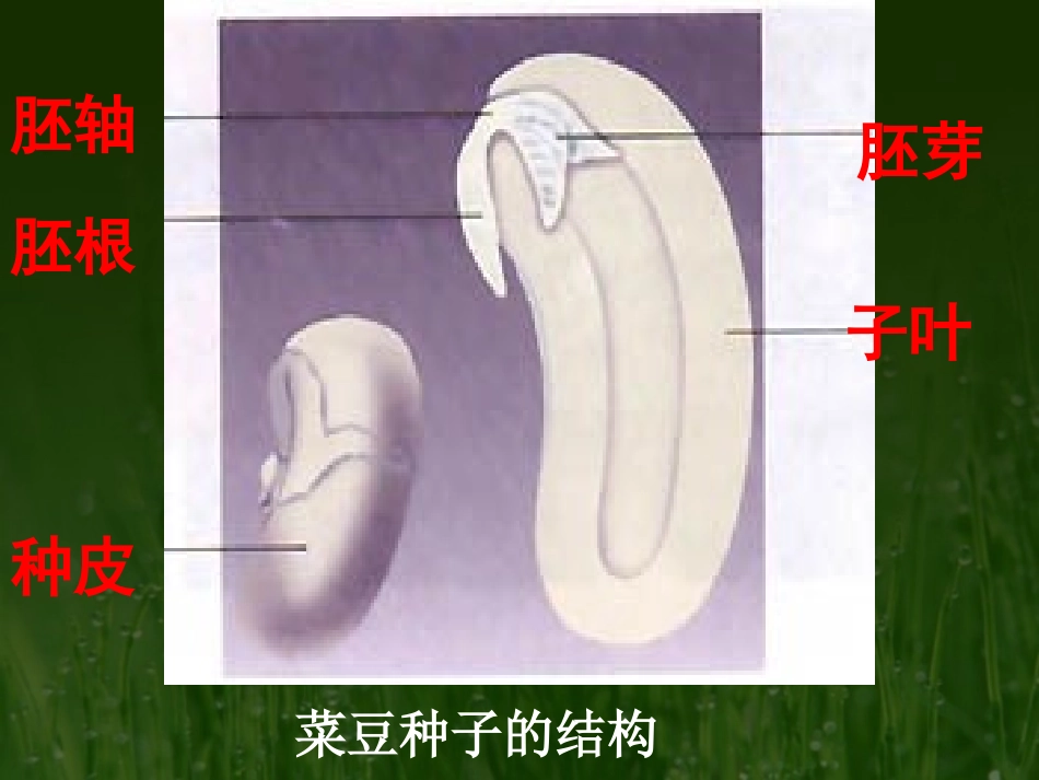 种子植物(6)_第2页