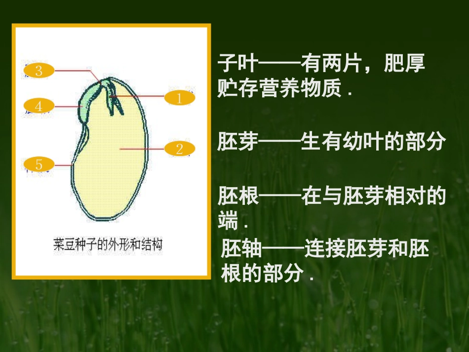 种子植物(6)_第3页