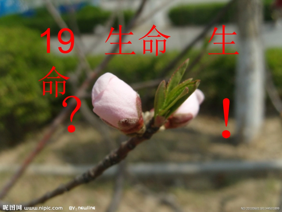 生命生命课件_第2页