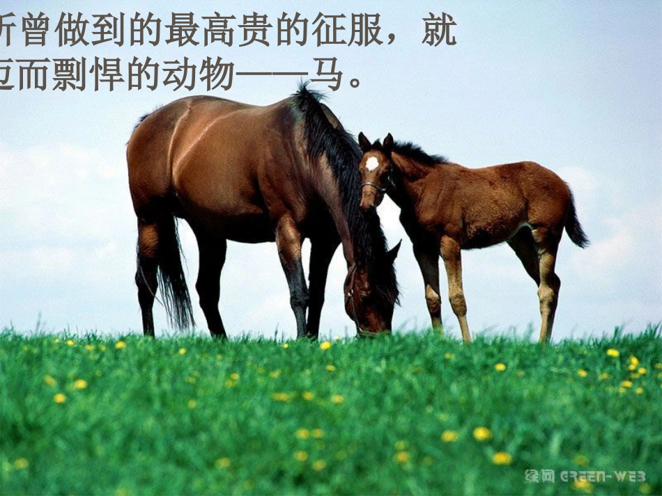 马的世界终极_第1页