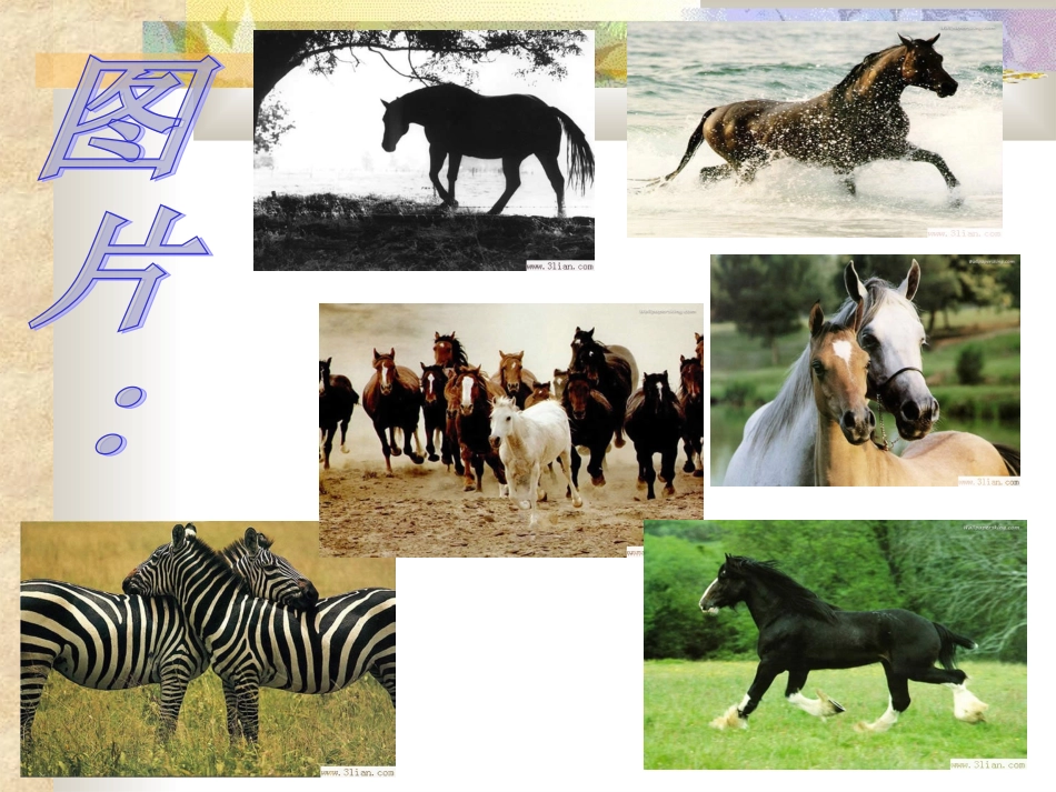 马的世界终极_第3页