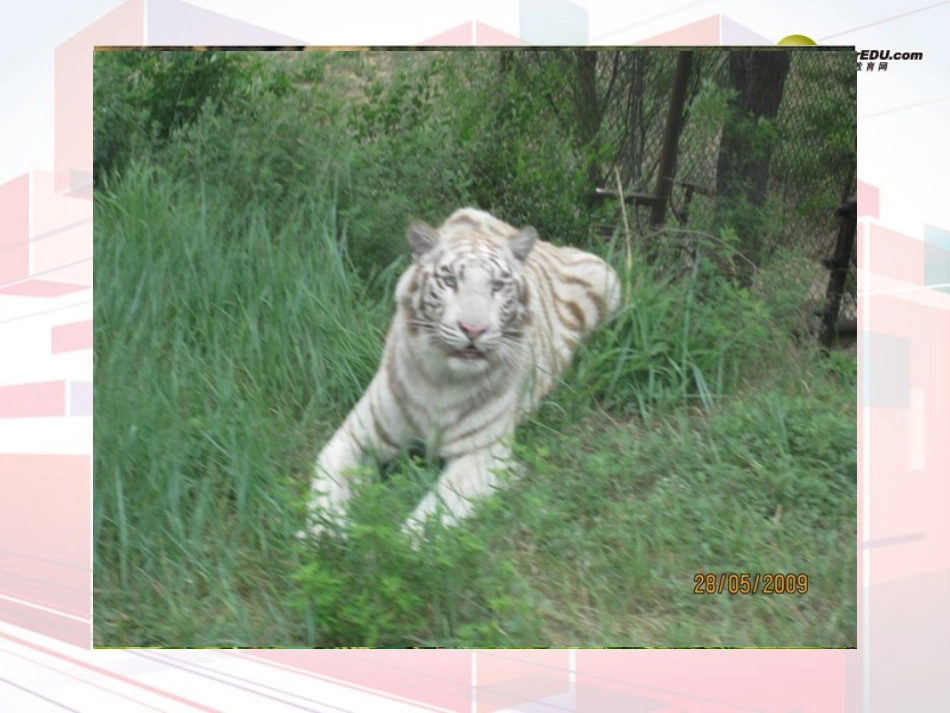 三年级英语下册_Lesson_7_At_the_Zoo_课件_(新版)冀教版_第2页