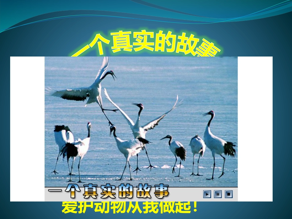 二年级品德《我与小动物》2_第3页