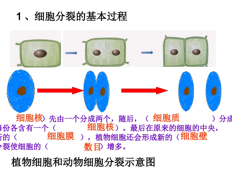 第三章生物体的结构层次九年级复习课件_第2页