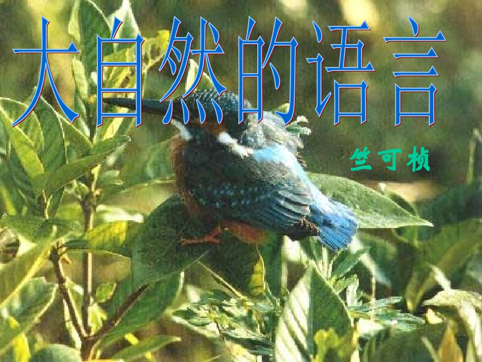 贾昌小学宋付林《大自然的语言》_第1页