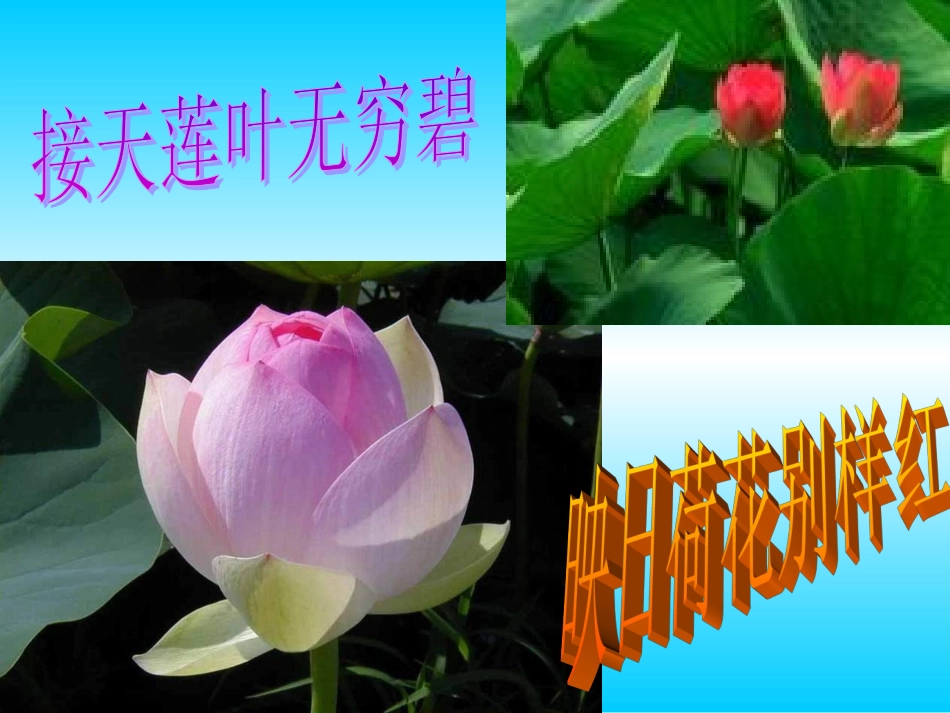 贾昌小学宋付林《大自然的语言》_第3页