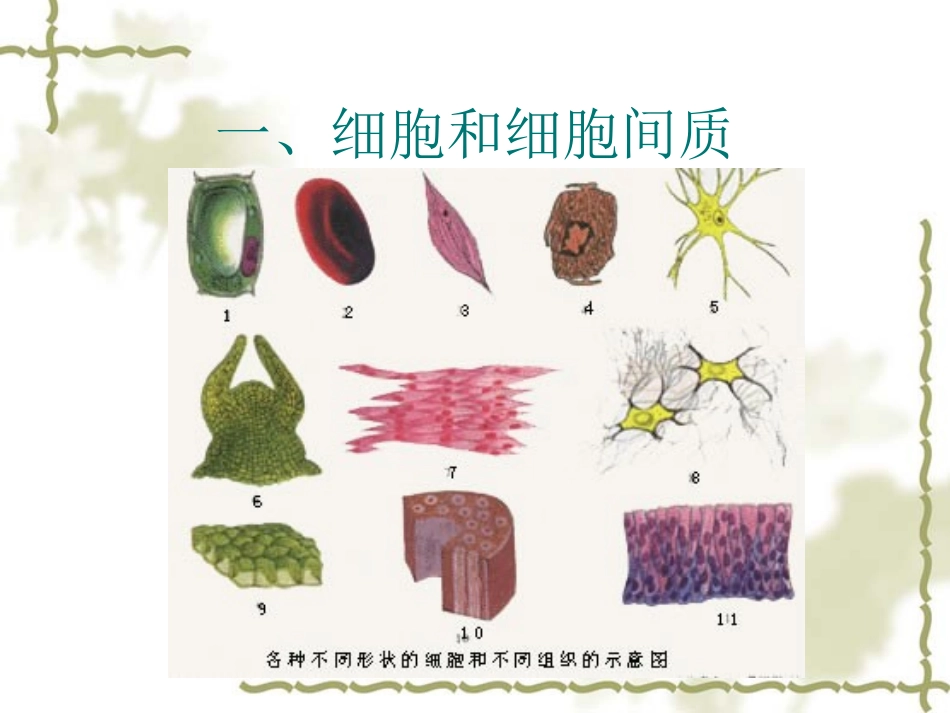 第三节人体基本组成_第2页