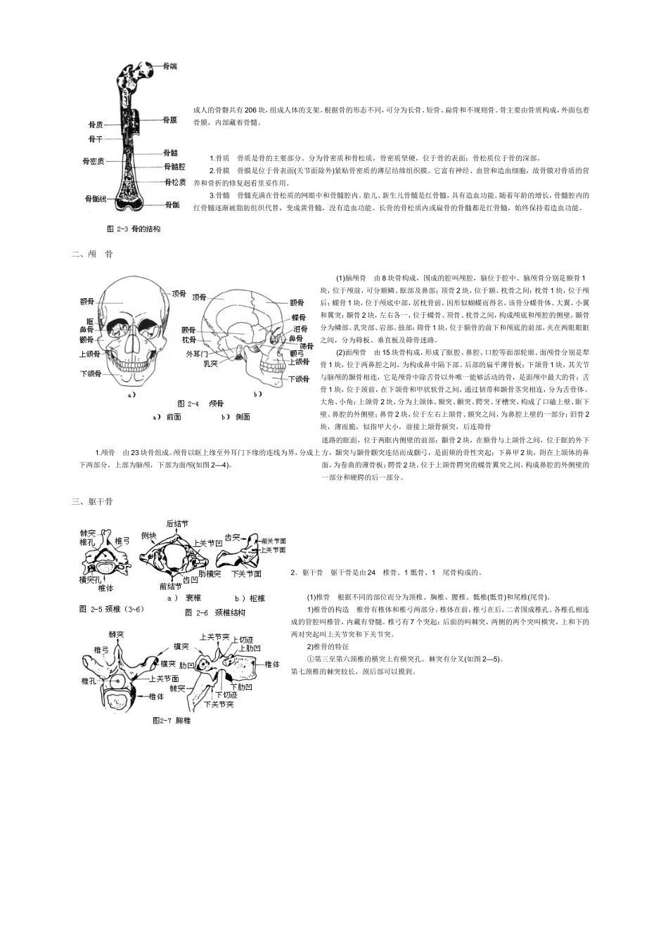 人体各部位名称及体表标志_第2页