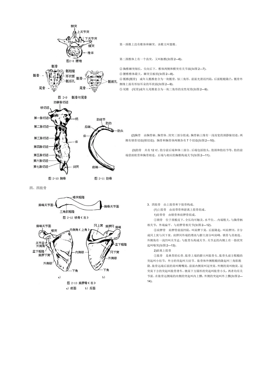 人体各部位名称及体表标志_第3页