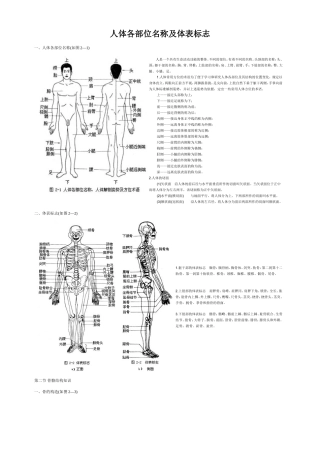 人体各部位名称及体表标志