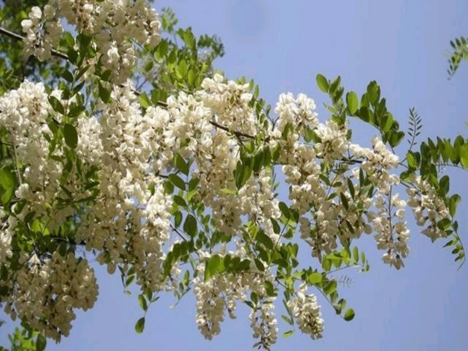 周三槐乡五月1_第1页