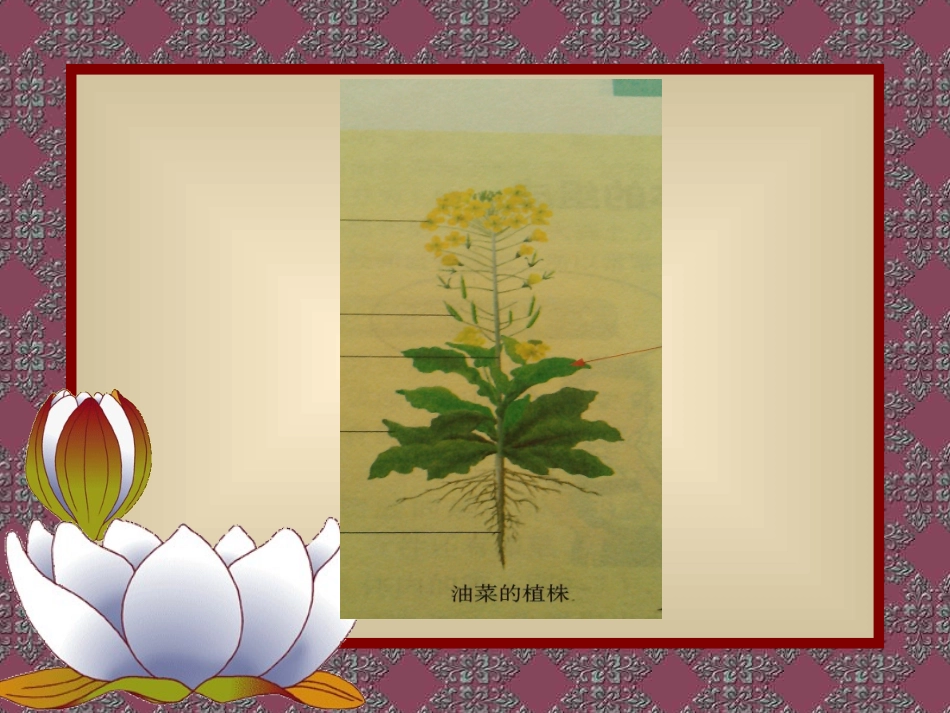 植物体的组成PPT_第2页