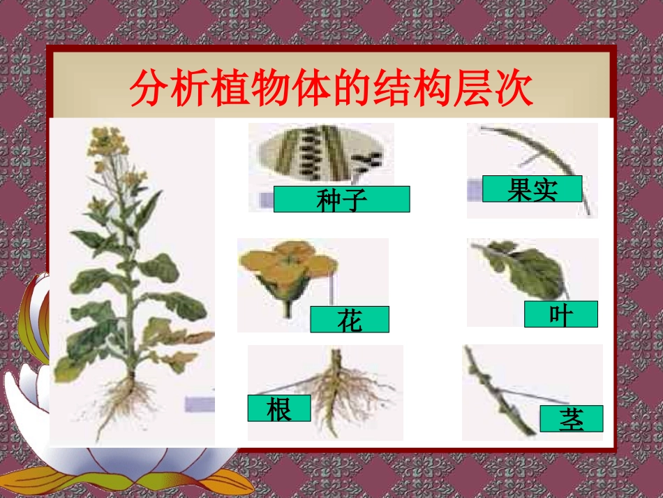 植物体的组成PPT_第3页