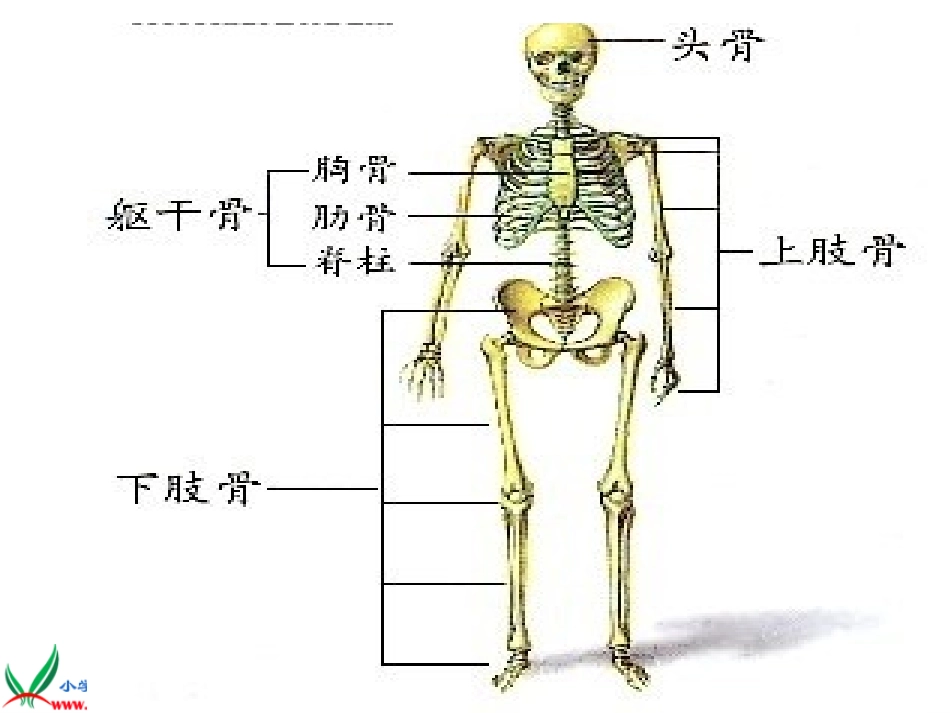 （苏教版）四年级科学下册课件11骨骼_第3页