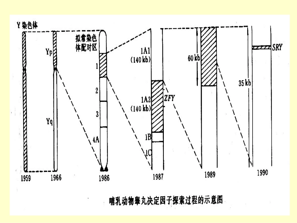 常染色体上的基因_第3页