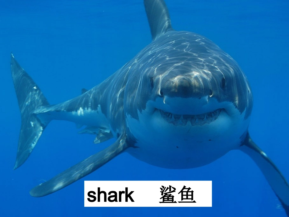 选修七_unit3_under_the_sea_改_第3页